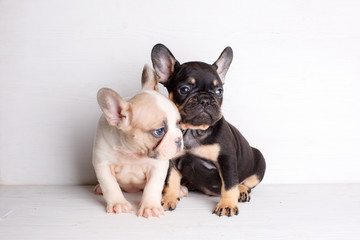 2 french bulldog puppies