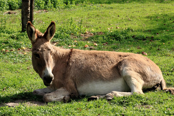a lazy donkey in Bokrijk, Belgium
