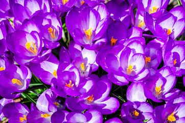 Close-up of a small grouping of purple crocus flowers