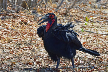 Male Southern Ground Hornbill