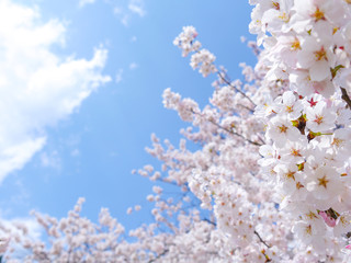 満開の桜