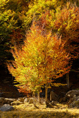 l'automne dans le val d'aran