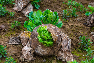 Alte Krautköpfe treiben im Frühjahr aus
