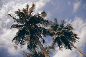 Fototapeta na wymiar Palm trees and blue sky in Thailand.