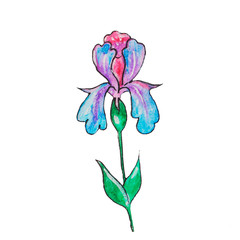 iris flower. spring summer, blue, fluffy, fragrant.