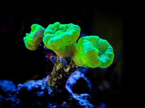 Trumpet Coral (Caulastrea curvata) in aa reef aquarium (LPS coral)