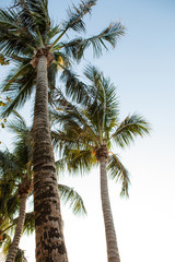 Fototapeta na wymiar Warm And Breezy Palm Trees