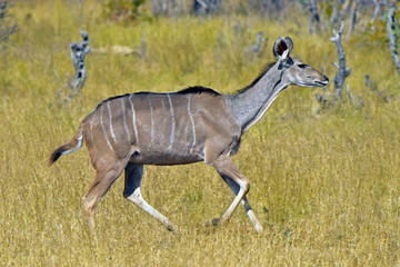 Fototapeta na wymiar Kudu