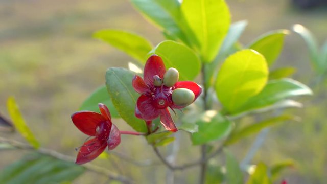 Bright red wild flowers, afternoon light, tropical area, southern Thailand 4k