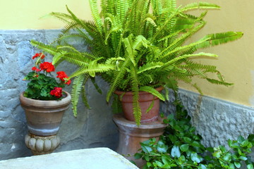 Flowers in pots on a balcony.
