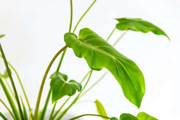 Close-up on a green leaf of a young philodendron xanadu plantlet. Exotic houseplant plant detail on white background.