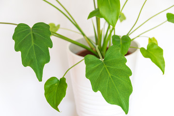 Close-up on a young philodendron xanadu plantlet's foliage. Exotic houseplant plant detail on white background. © Maritxu22
