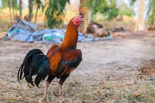 Fighting cock in the outdoors close-up in Thailand.