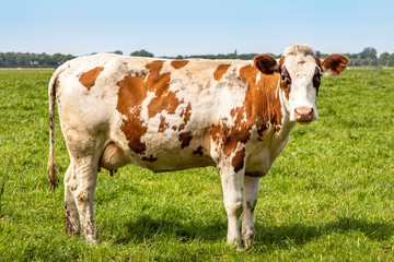 Cosy red brown dairy cow standing in the field, fully in focus, blue sky, green grass.