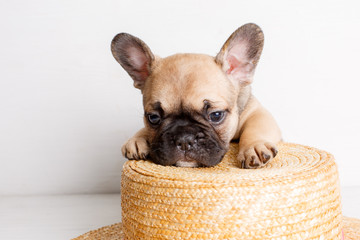puppy french bulldog straw