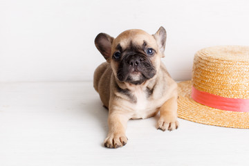 puppy french bulldog straw