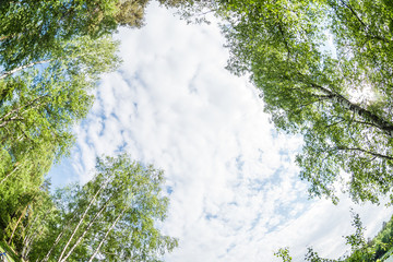 spring landscape of Green crown of trees against the sky. View of the sky through the trees from...
