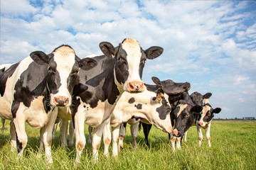 Group of cows stand in a row in the pasture, curious and playful under a cloudy sky with clouds