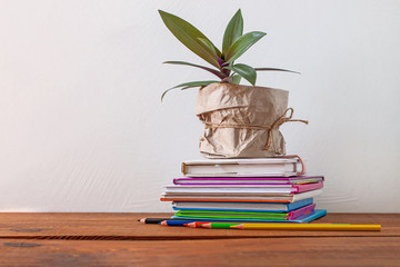Books stack, pencils with green home plant in a pot wrapped in brown kraft paper on white background. Distance education, e-learning, quarantine online learning mockup, back to school concept banner