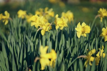 Obraz premium Close up of bright yellow colored narcissus patch in April 