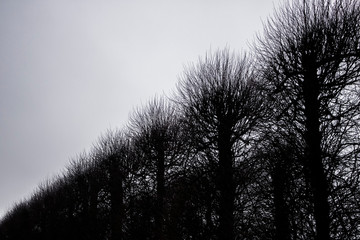 Row of pruned trees in black and white