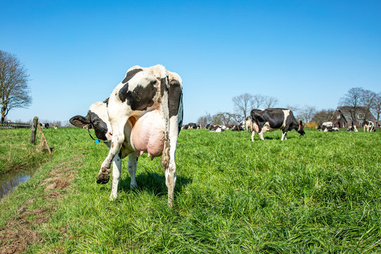 Cow with large udder has an itch, licks under raised hind leg, in a field under a blue sky