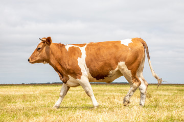 Naklejka na ściany i meble Brown and white agitated cow walks by, across a yellow dry field and the horizon