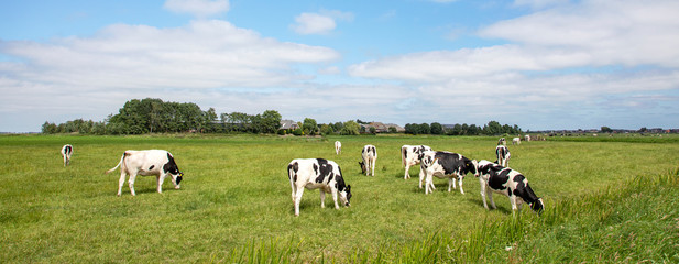 Herd of cows grazing in the pasture, peaceful and sunny in Dutch landscape of flat land with a blue...