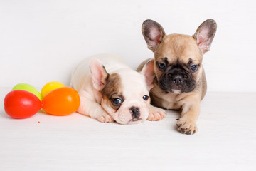 Fototapeta na wymiar 2 French bulldog puppies with Easter eggs Easter theme