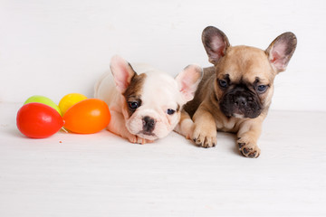 2 French bulldog puppies with Easter eggs Easter theme