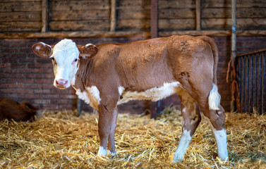 Beautiful delicate red-brown blaarkop calf on straw in a stable, looking © Clara