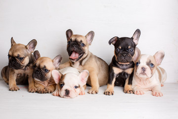 group french bulldog puppies