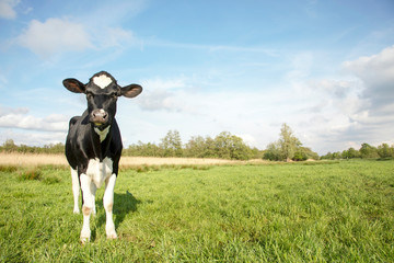 Lovely black and white young cow, sturdy look, and a blue sky.
