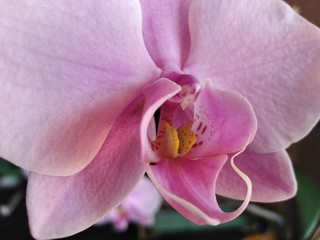 pink orchid flower macro, orchidée rose gros plan 