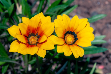 yellow flower