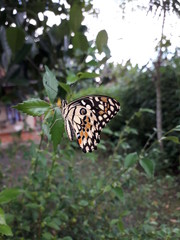 butterfly on a flower ( kupu - kupu hinggap di bunga untuk menghisap sari makanan)