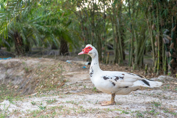 Naklejka na ściany i meble Male of Muscovy duck or barbary duck standing at the farmyard