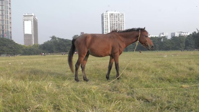 A horse grazing at Maidan area open playground (Brigade Parade ground ) in Summer Sunset time. Kolkata, west Bengal India South Asia Pac