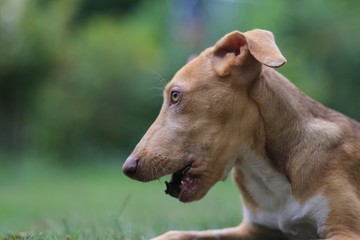 Podenco Puppy