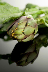 Obraz premium Carciofo spinoso