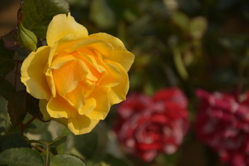 Close up of a beautiful yellow with green leaves shade Rose, Rosa blooming in a garden of West Bengal, India, selective focusing