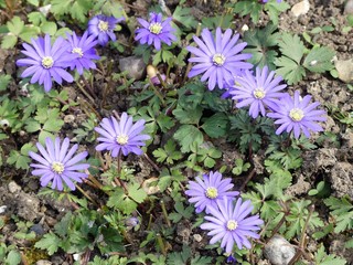 Anemone blanda, common names Balkan anemone, Grecian windflower or winter windflower, is a species of flowering plant in the family Ranunculaceae, native to SE Europe, Turkey, Lebanon, and Syria