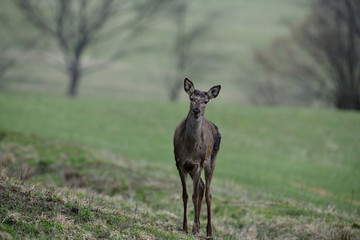 Portrait of deer hind head in spring on green pasture