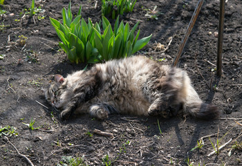 A tabby cat lies on black ground and enjoys the spring sun. A happy fluffy animal basking on its back on the street. Behind sprouts of green tulips.