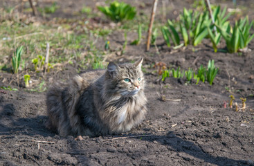 Tabby cat with green eyes sits on black ground. Fluffy animal basking in the spring sun. Behind sprouts of green tulips.