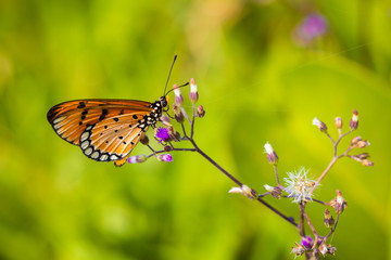 Closeup butterfly on flower (Common tiger butterfly)