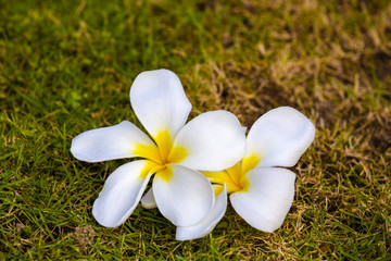White Frangipani flowers in garden