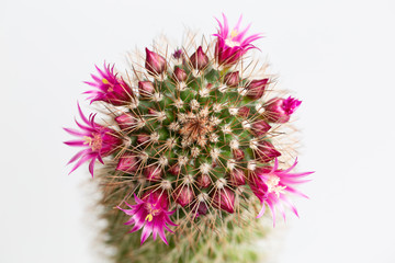 Cactus house plant green spikes needles close up