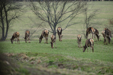 Naklejka na ściany i meble Flock of Deer hind grazing the grass near the forest in spring