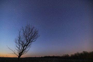 Fototapeta na wymiar Starry sky over lonely tree silhouette